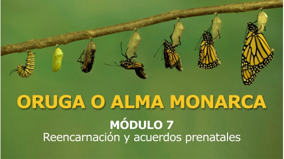 ORUGA O ALMA MONARCA - MÓDULO 7 - Reencarnación y Acuerdos Prenatales